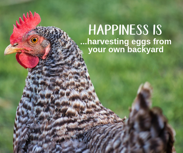 Raise People-Friendly Chickens With These Tips!