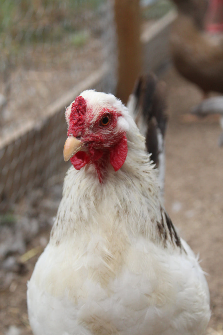 Fall Chicken Coop Checklist!