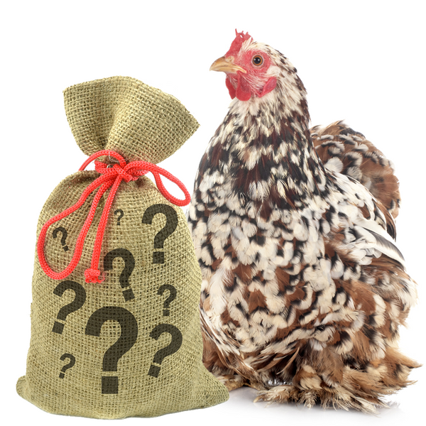 Pampered Chicken Mama 7 Pound Mystery Chicken Treat Bundle: 7 Different Treats Delivered To Your Door!