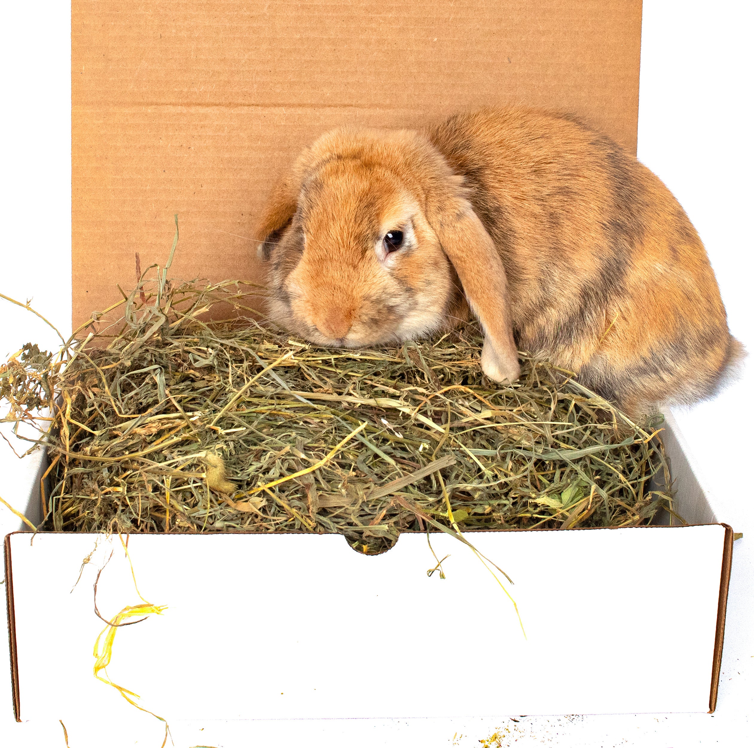 Pets at home alfalfa hay best sale